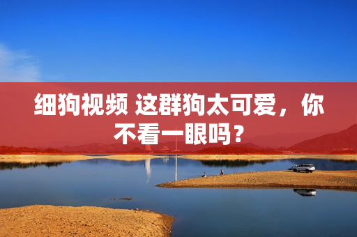 细狗视频 这群狗太可爱，你不看一眼吗？